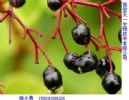 Elderberry P.E.  